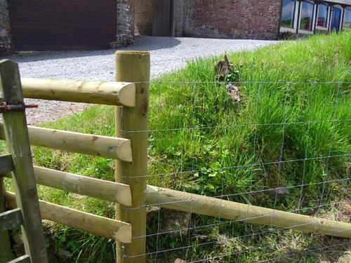 Stock fencing sheep - fencing,